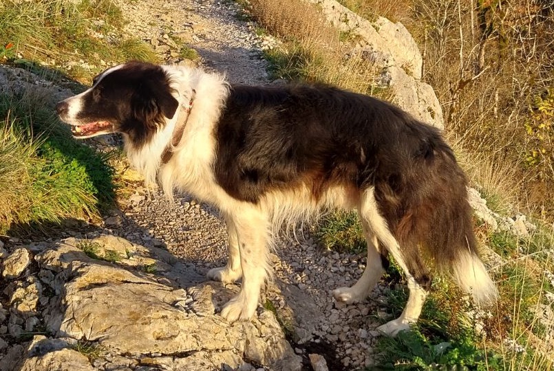 Alerta desaparecimento Cão  Macho , 13 anos Nanchez France