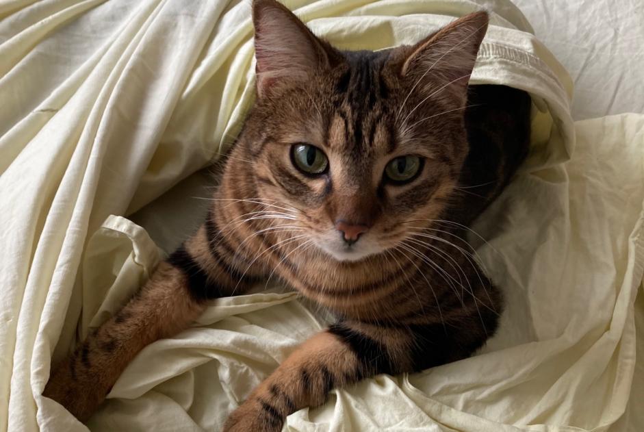 Alerta desaparecimento Gato Fêmea , 4 anos Le Vigan France