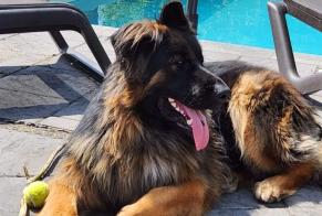 Alerta desaparecimento Cão  Macho , 2 anos Courcelles Belgium