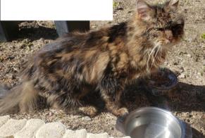 Alerta descoberta Gato cruzamento Desconhecido Entrelacs France