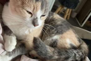 Alerta desaparecimento Gato cruzamento Fêmea , 8 anos Châteauroux France