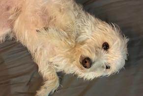 Alerta descoberta Cão cruzamento Fêmea Antibes France