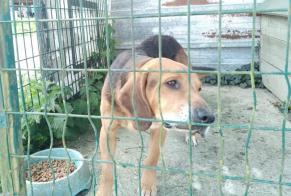 Alerta descoberta Cão cruzamento Macho Briouze France