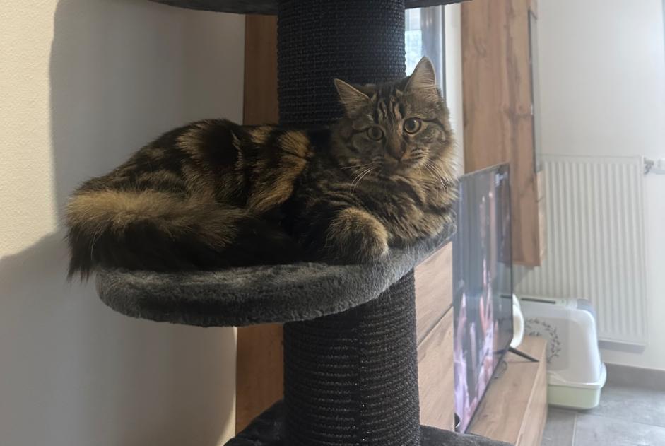 Alerta desaparecimento Gato cruzamento Fêmea , 1 anos Bourgoin-Jallieu France