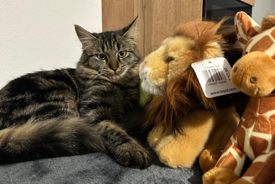 Alerta desaparecimento Gato cruzamento Fêmea , 1 anos Bourgoin-Jallieu France