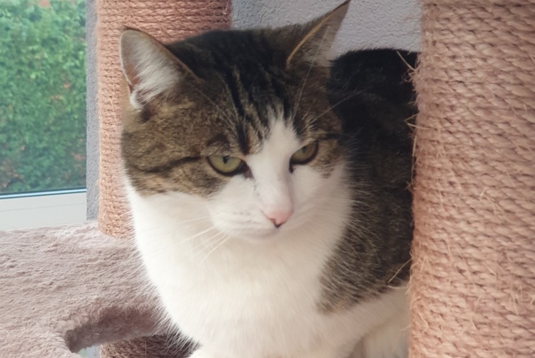 Alerta desaparecimento Gato  Fêmea , 5 anos Gainneville France