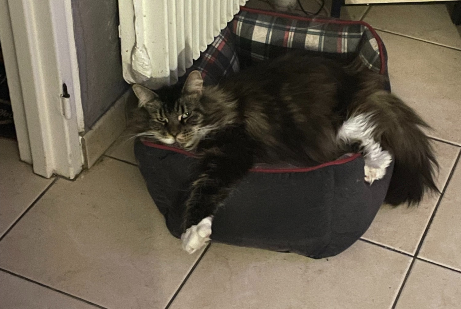 Alerta desaparecimento Gato cruzamento Fêmea , 7 anos Wattignies France
