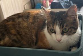 Alerta desaparecimento Gato  Fêmea , 1 anos Saint-Denis-d'Orques France