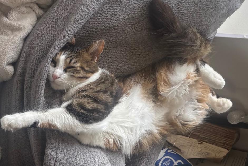 Alerta desaparecimento Gato  Fêmea , 1 anos Saint-Denis-d'Orques France