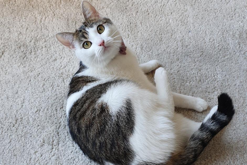 Gato Desaparecido em Valkenswaard (, Netherlands)  - alerta desaparecimento Pet Alert n° 362096