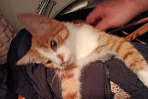 Alerta descoberta Gato Macho Oss Netherlands