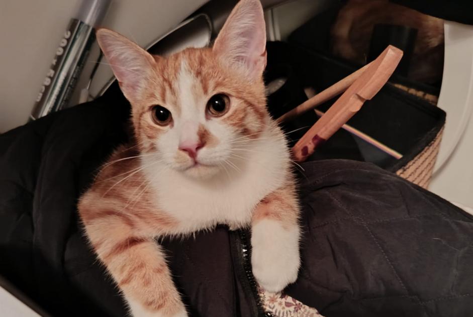 Gato Encontrado em Oss (, Netherlands)  - alerta descoberta Pet Alert n° 374933